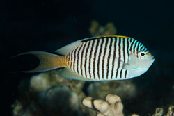 BD-150224-Ras-Mohammed-6531-Genicanthus-caudovittatus-(Günther.-1860)-[Zebra-angelfish].jpg